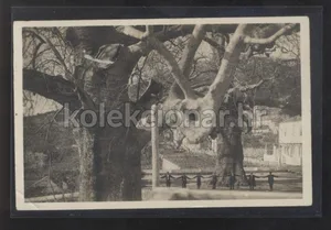 Fotografija 1